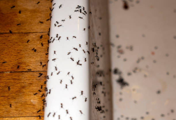 Best Pest Control for Restaurants  in East Missoula, MT