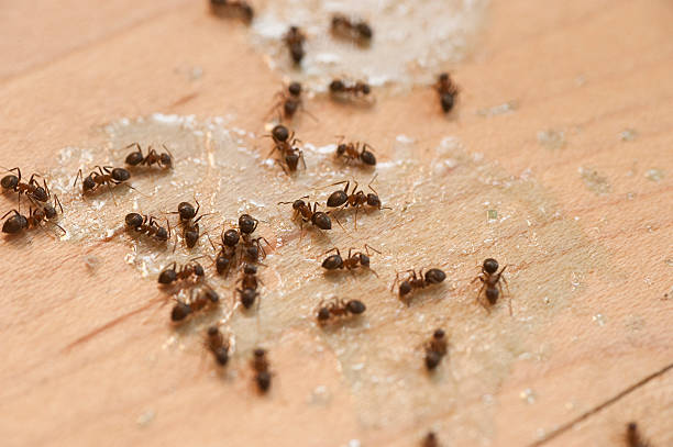 Best Affordable Pest Control Services  in East Missoula, MT
