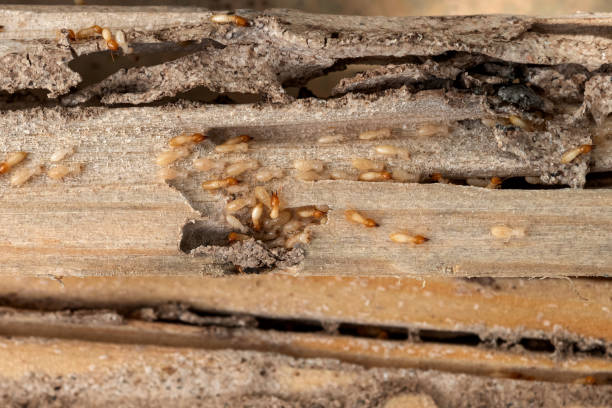 Best Pest Prevention Services  in East Missoula, MT