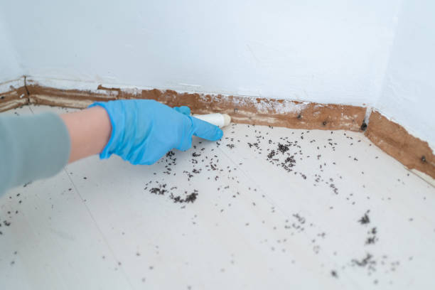 Best Emergency Pest Control  in East Missoula, MT